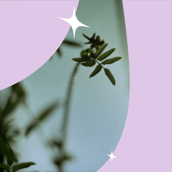 Ashwagandha Gummies: The Perfect Way To De‑Stress