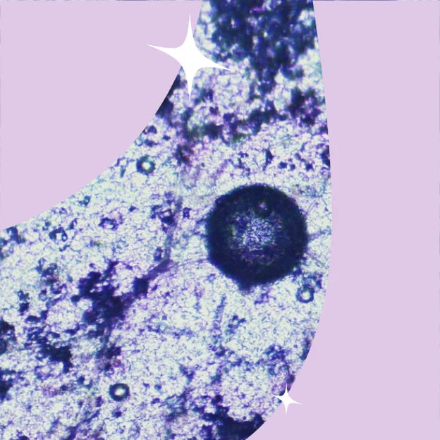 LactoSpore<sup>®</sup> and DE111<sup>®</sup>: The Clinically Studied Probiotic Strains in Lemme Debloat Gummies