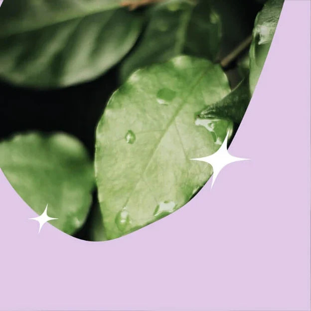 Green plant leaves with water droplets, displayed in a rounded square crop with sparkle/star decorative elements overlaid, on a soft lavender background.