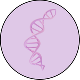 Supresa<sup>®</sup> Saffron Extract