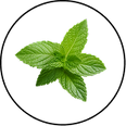Spearmint Leaf
